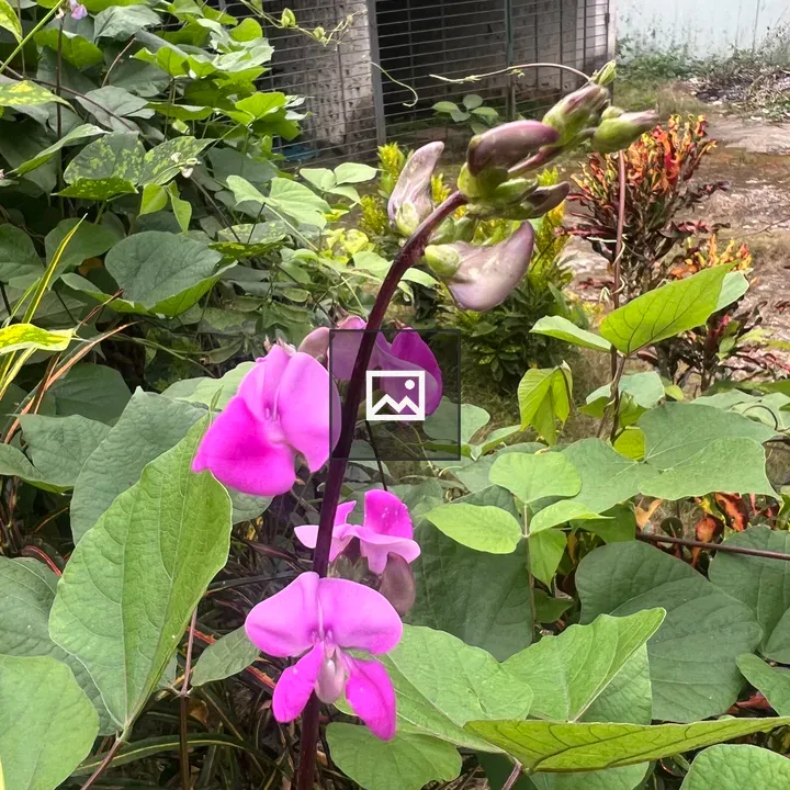 Green leaf with flower