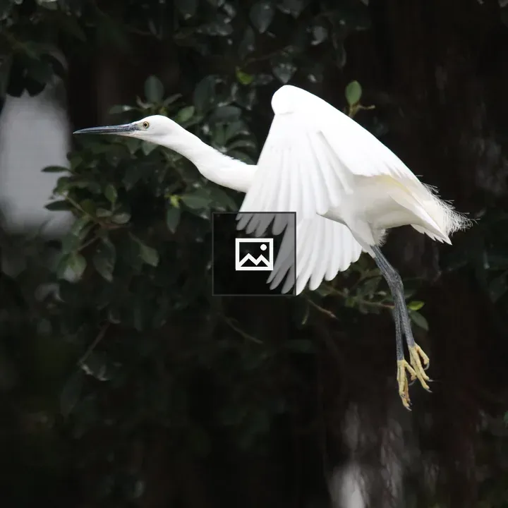 A little egret in flight