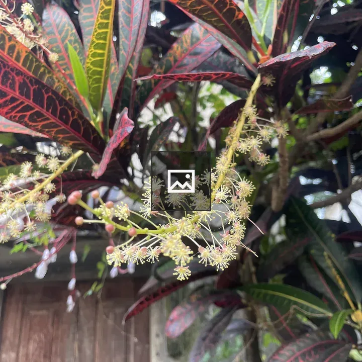 Close-up of multicolor leaves and flowers