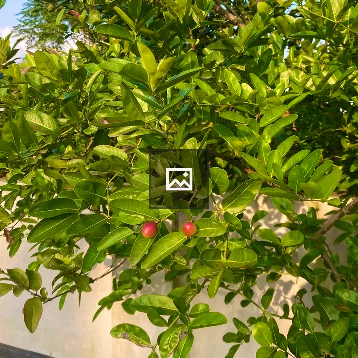 Green foliage with red berries