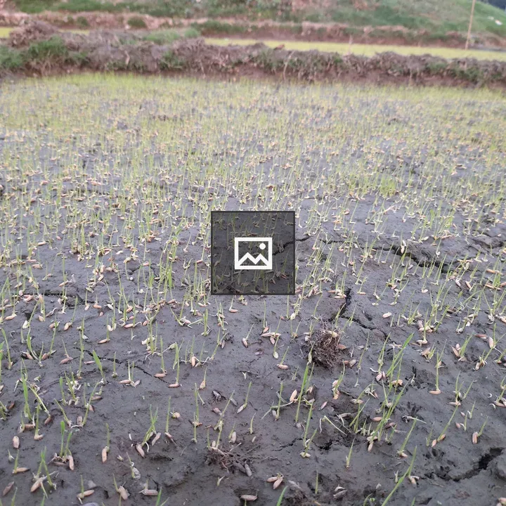 Young green rice shoots in paddy field