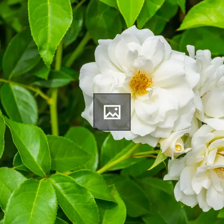 White field roses bush