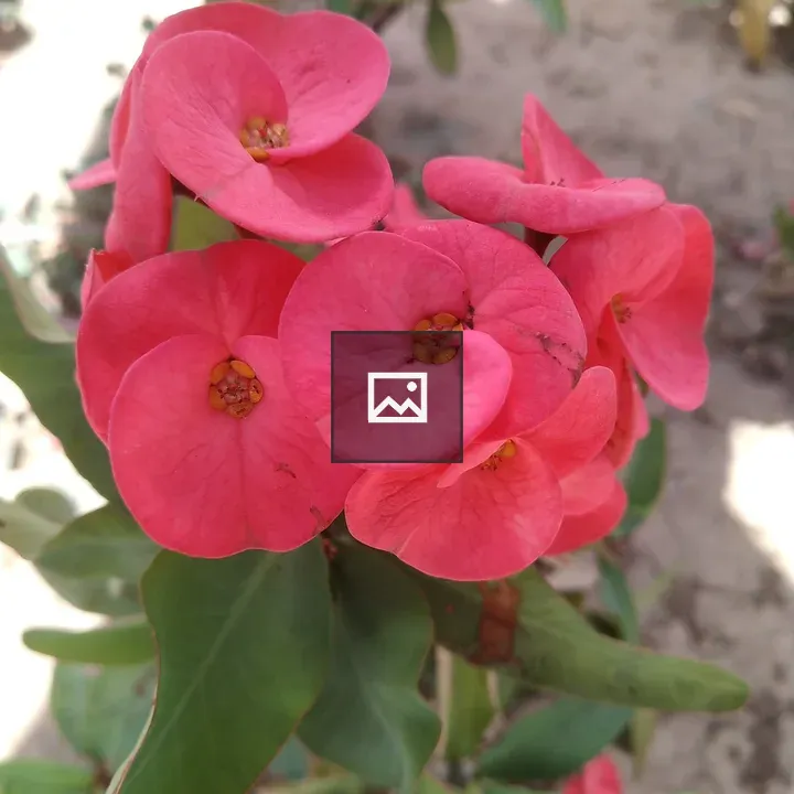 Flower image