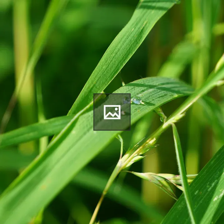 Close-up of green grass with droplets