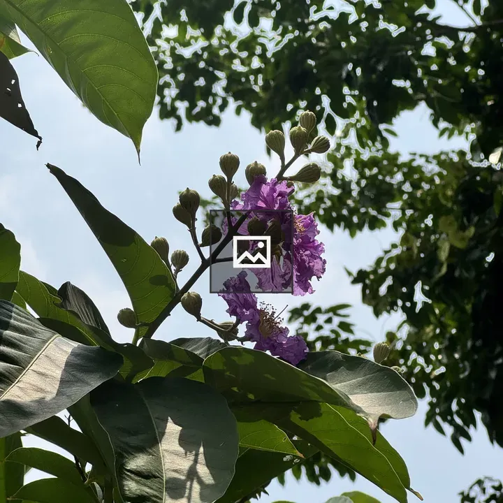 Purple flowers among green leaves