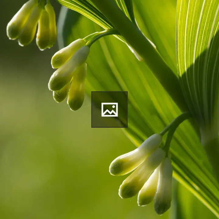 Solomon's seal closed flowers
