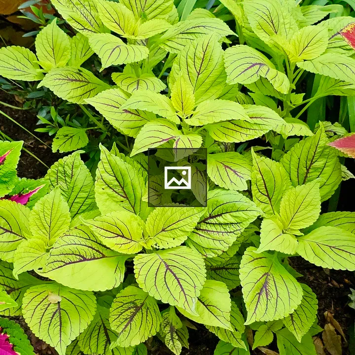 Lime Green Coleus Leaves