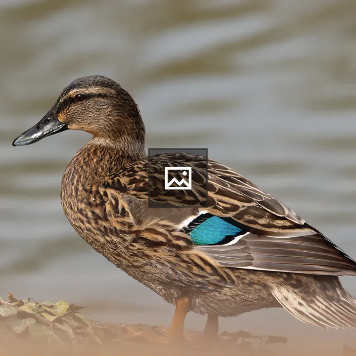 Duck on Water