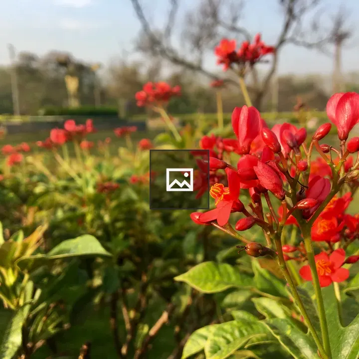 Close-up Red Flowers
