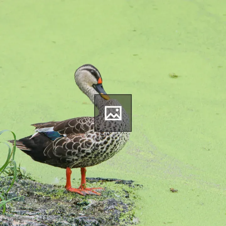 Duck with Orange Beak at Pond Edge