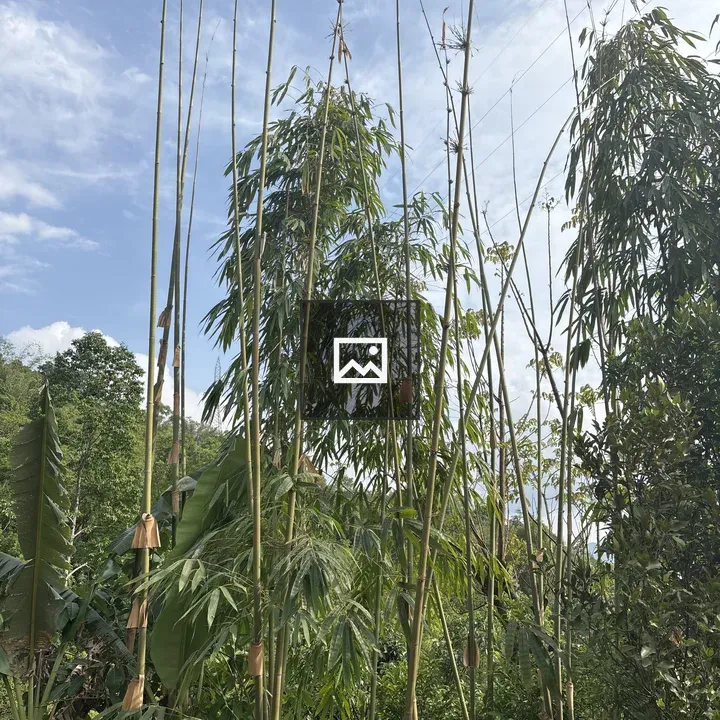 Bamboo in Blue Sky