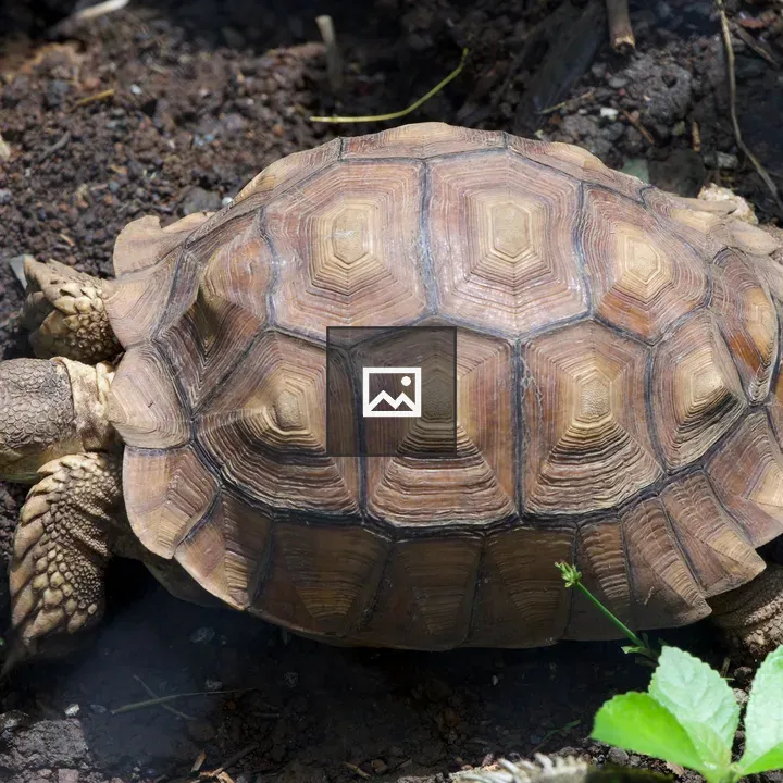 Sulcata tortoise resting on ground