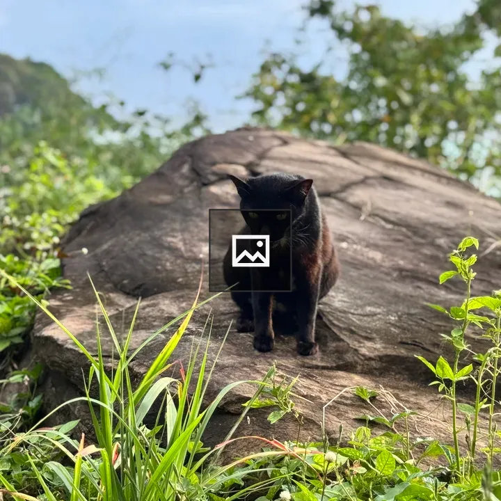 Sleek black cat on rock
