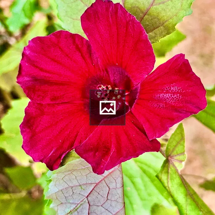 Hibiscus acetosella Flower