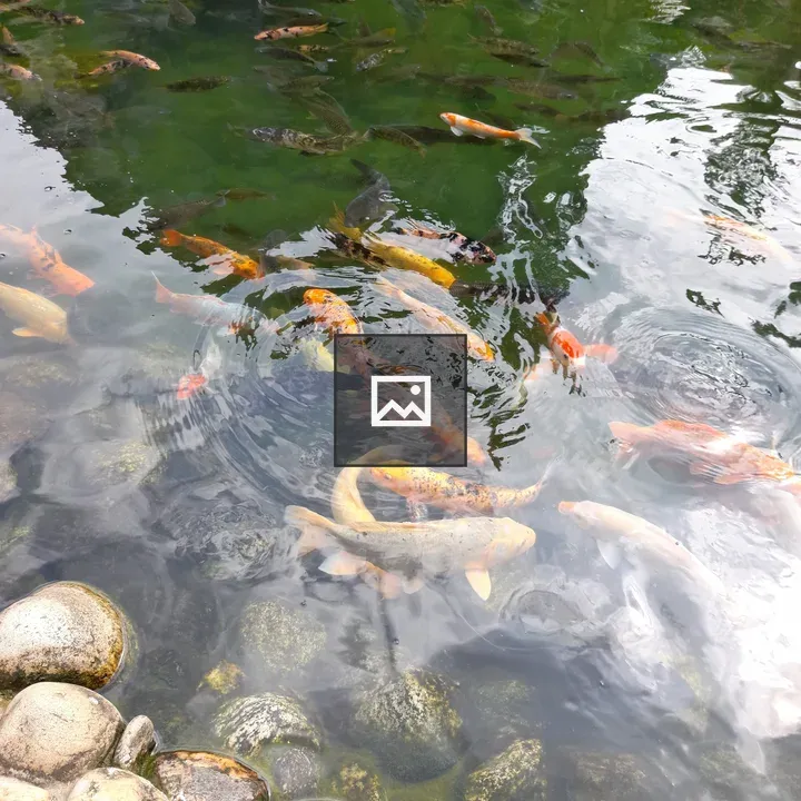 Koi Fish in Quiet Pond