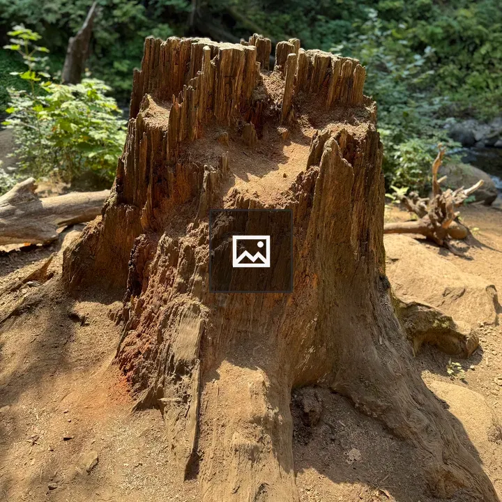Reddish tree stump by creek
