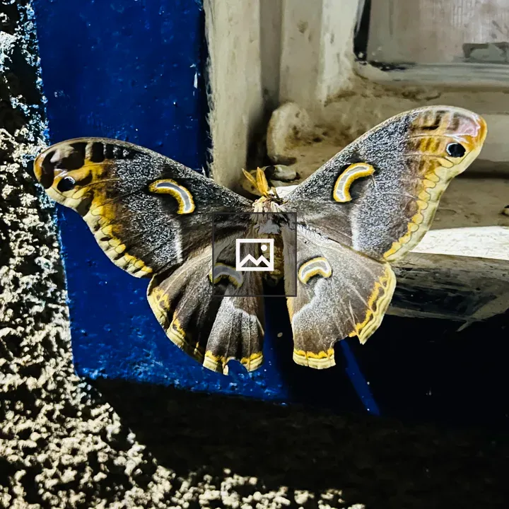 Butterfly with Eye Spots on Sill