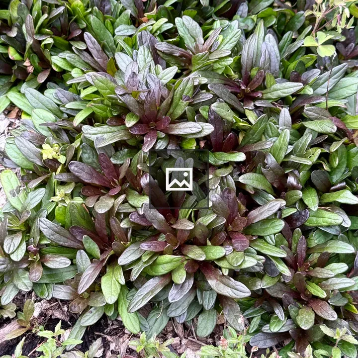 Green and Purple Ground Cover