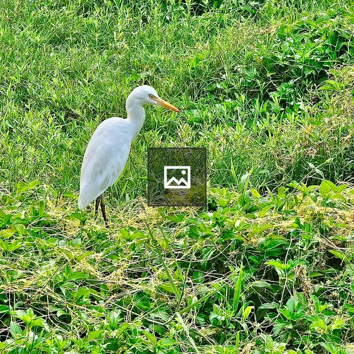 Egret in Green Field