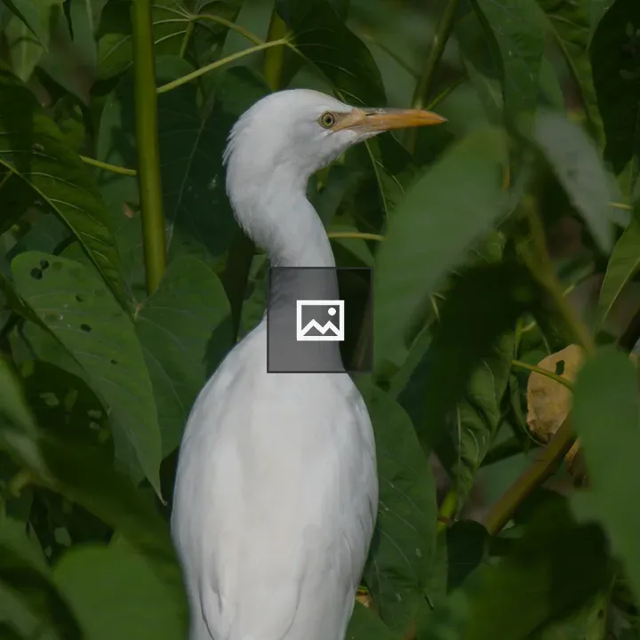 White egret among green foliage