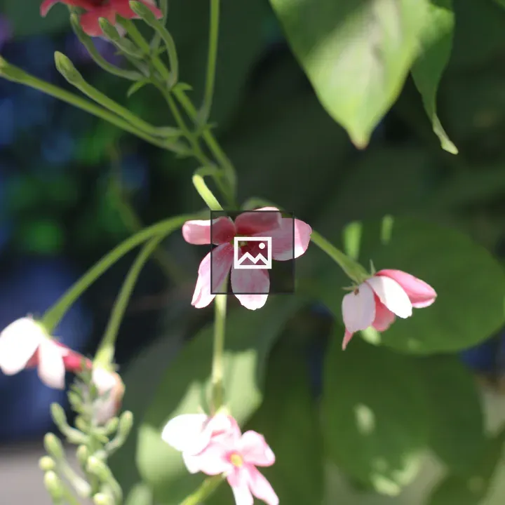 Pink Rangoon Creeper Flowers