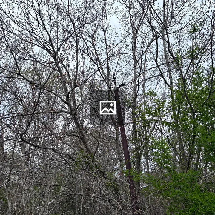 Dense thicket with vertical pole