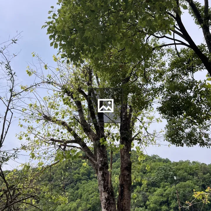 Two Trees with Lush Green Foliage