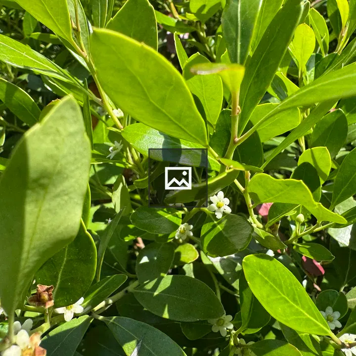 Green shrub with white blossoms