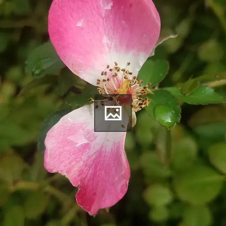 Rose after the storm