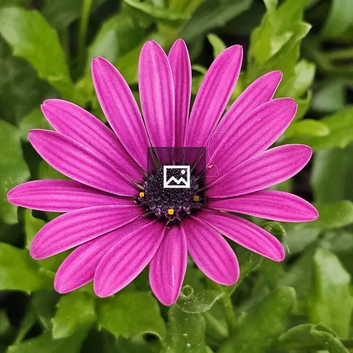 Dark pink Dimorphotheca flower