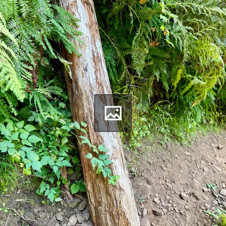 Fallen Tree Along Forest Trail