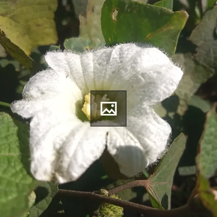 White flower in jungle