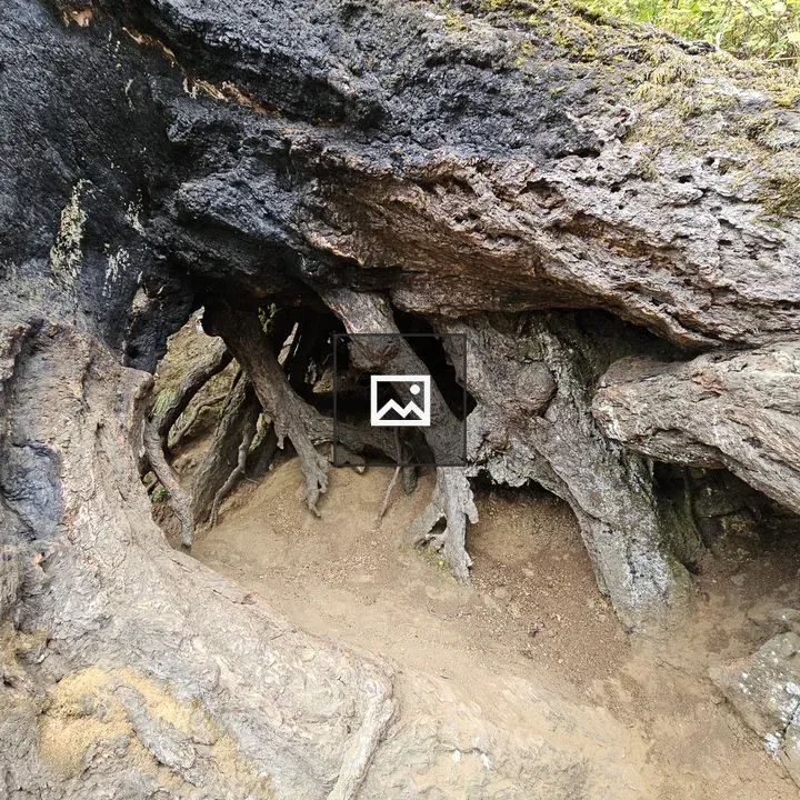 Inside View of Burned Tree Root