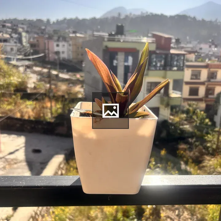 Potted plant on railing
