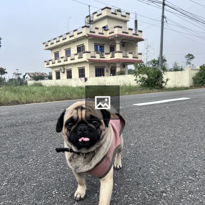 Dog on Highway with House