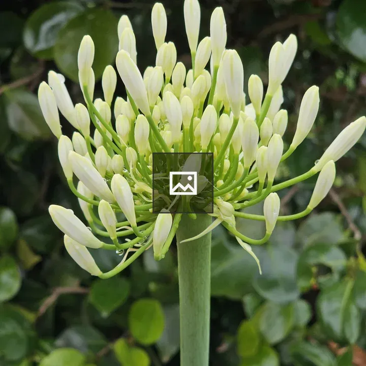 Agapanthus Close-up Bloom