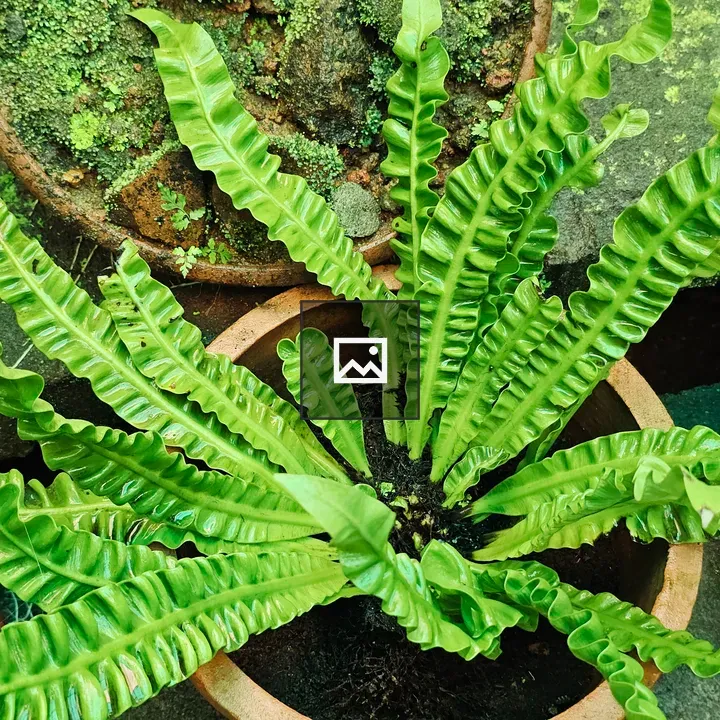 Fern in clay pot at botanical garden