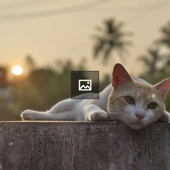 Cat with Orange and White Fur