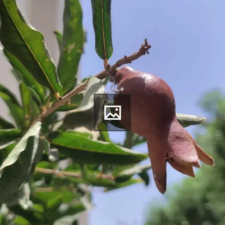 Pomegranate on Branch