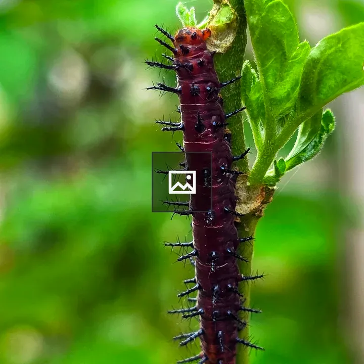 Caterpillar crawling on stem