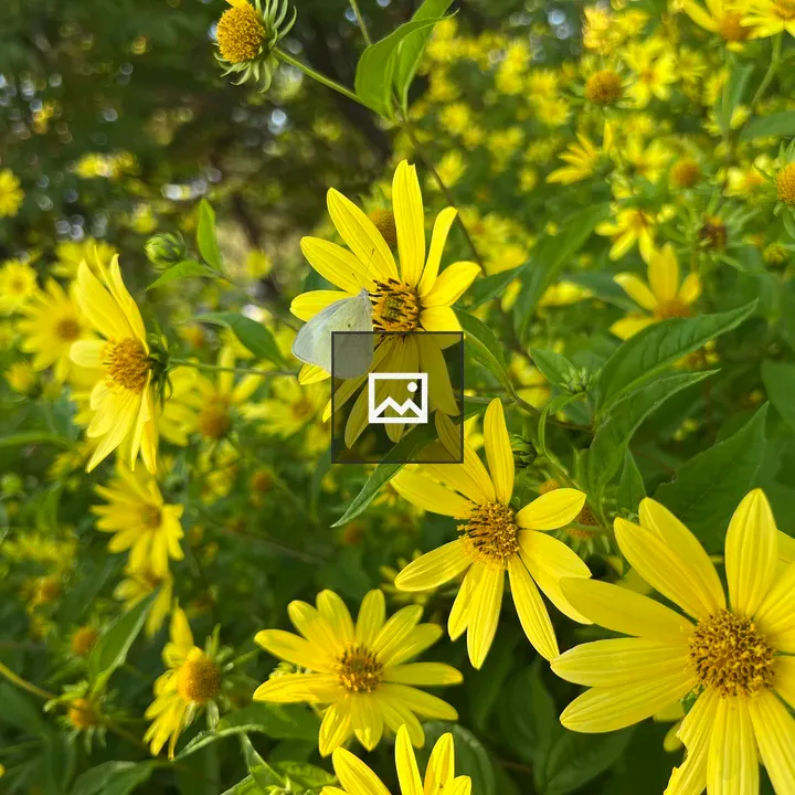 Yellow Flowers with Butterfly