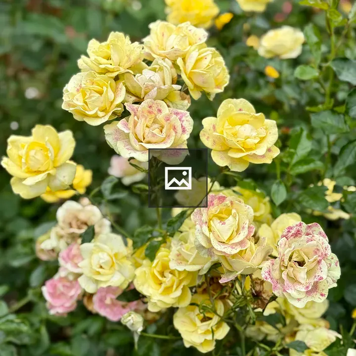 Yellow roses cluster in garden