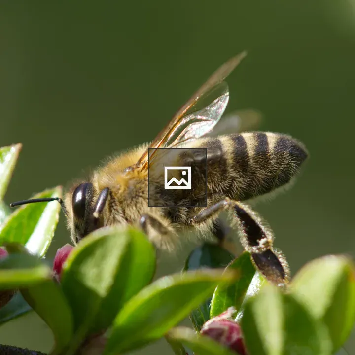 Bee and cotoneaster flower