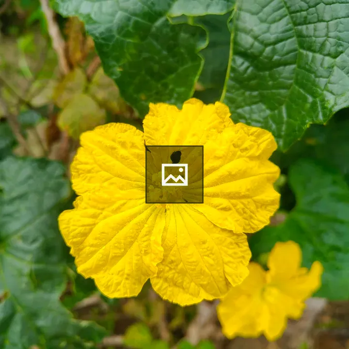 Yellow Flower with Veined Leaves