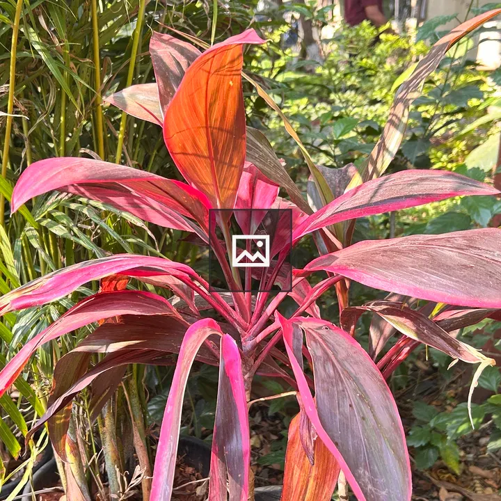 A vibrant plant with red and green leaves