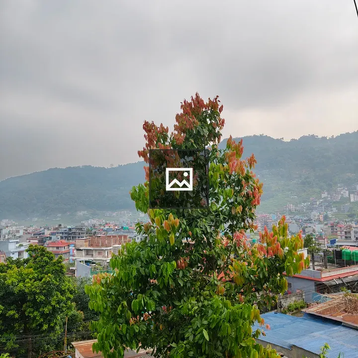 Vibrant tree with green and reddish leaves