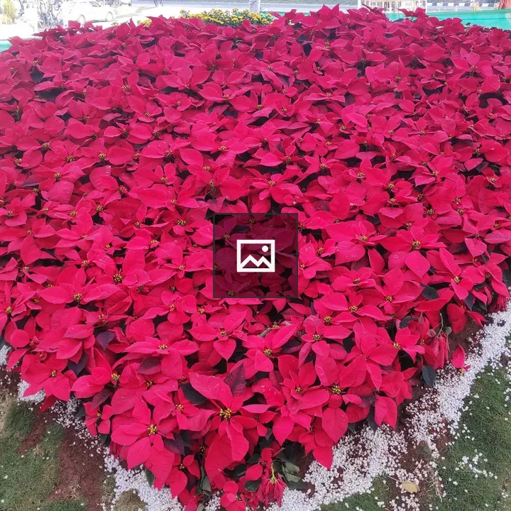 Heart-shaped Flower Arrangement