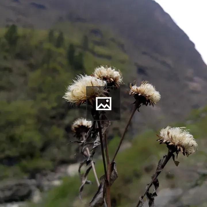 Dried wildflowers close-up