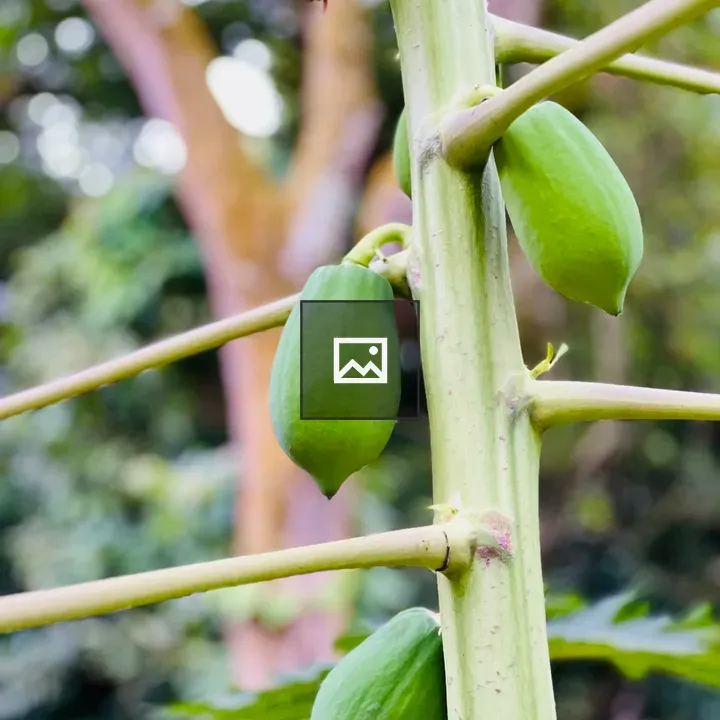 Papayas growing on papaya tree trunk