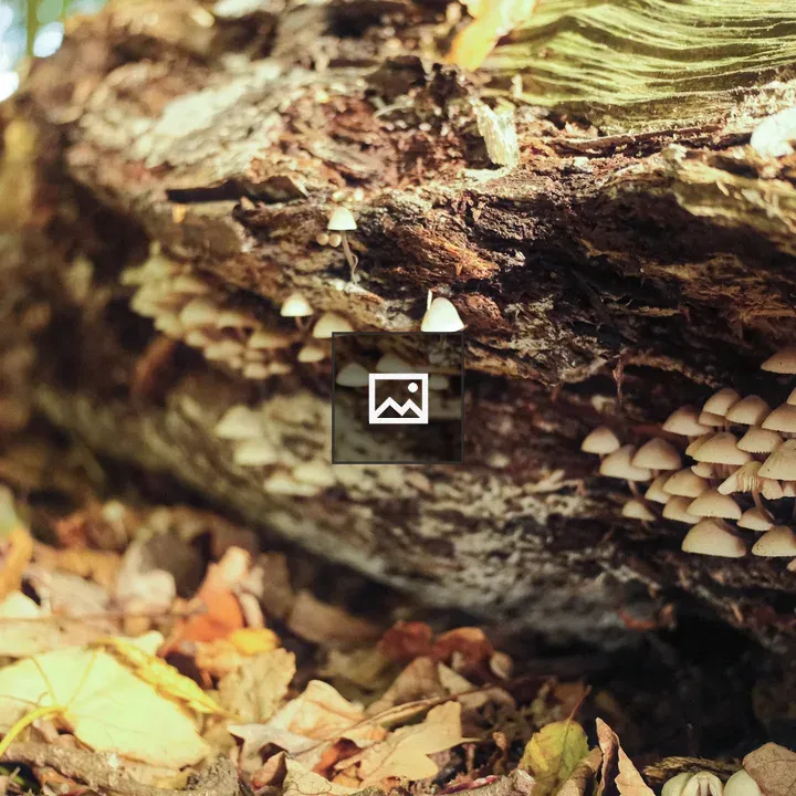 Mushrooms Under Fallen Log